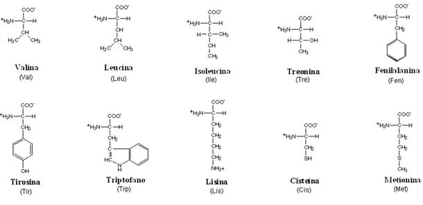 Figura 28 – Aminoácidos essenciais 