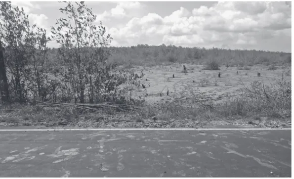 Figura 3: Área de manguezal atingida pelo aterramento, às margens da PA-458 (Foto: Márcio Couto Henrique, 2015)