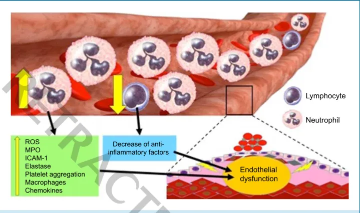 Figure 1 - Pathological mechanisms triggered by neutrophils and lymphocytes during the evolution of cardiovascular diseases