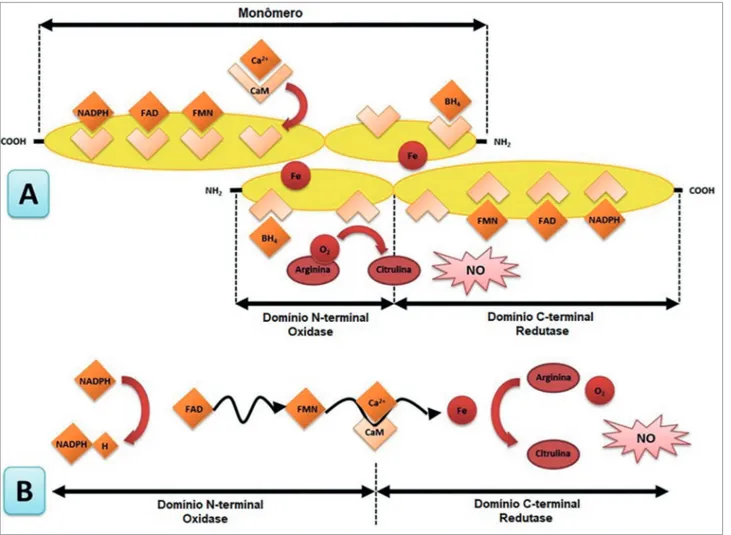 Figura 1. A) Estrutura da enzima endotelial sintase do óxido nítrico. B) Mecanismo de transferência de elétrons