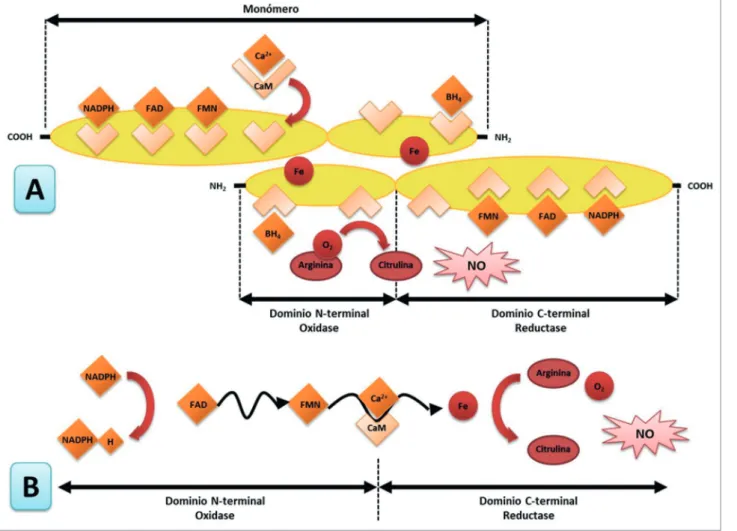 Figure 1. A) Structure of the enzyme endothelial nitric oxide synthase. B) Electron transfer mechanism
