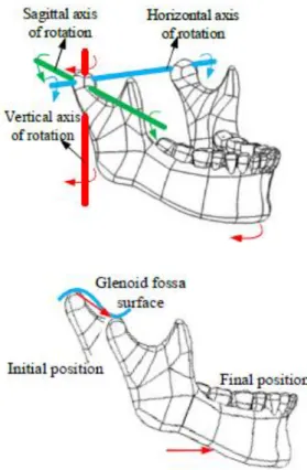 Figura 9- Movimento mandibular (a) Movimento de rotação da mandíbula (b) Movimento de translação da mandíbula  [8]