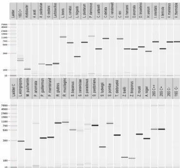 Figura  9.  Fragmentos  resultantes  da  amplificação  por  PCR  de  uma  mistura  de  DNA  (2ng/µl  por  espécie) de todas as espécies representadas no kit de diagnóstico