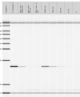 Figura 12. Amplificação por PCR de DNA genómico com sondas de S. ludwigii 
