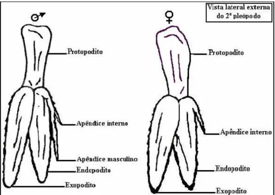 FIGURA  6:  Desenho  esquemático  da  característica  de  diferenciação  sexual  entre  machos  e  fêmeas  no  camarão  do  gênero  Macrobrachium