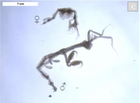 Figura 3. Exemplares fêmea e macho:  A -  Caprella danilevskii; B  - Caprella equilibra; C -  Caprella scaura