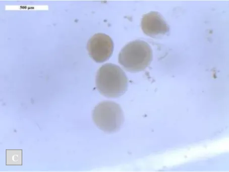 Figura 5. Fêmea ovígera de C. danilevskii: A - Barra: 2 mm. Ovos de C. danilevskii: B, C – Barra: 500 µm