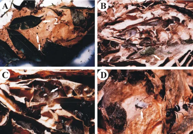 FIGURA 1 -  Fotos de ninho de formiga tecelã  Camponotus  senex. (A) Aspecto externo do  ninho  de  C
