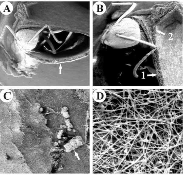 FIGURA 2 - Eletromicrografia de varredura do ninho da formiga tecelã Camponotus senex