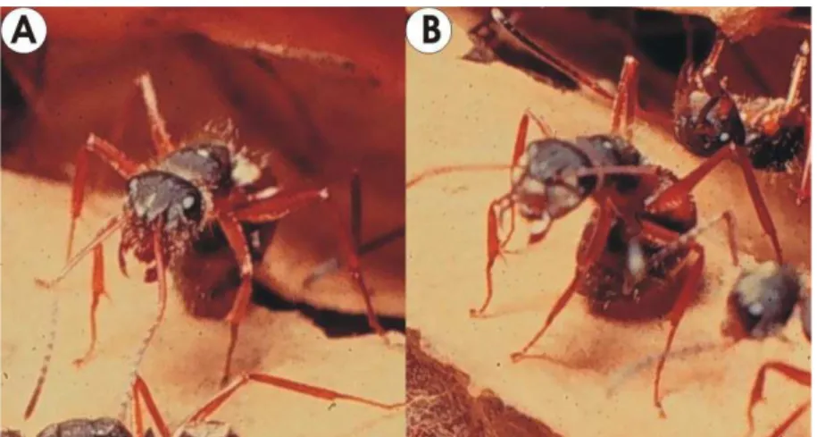 FIGURA  1  –  (A)  e  (B)  Operária  de  Camponotus  senex  (Formicidae:  Formicinae)  em  uma  típica posição defensiva