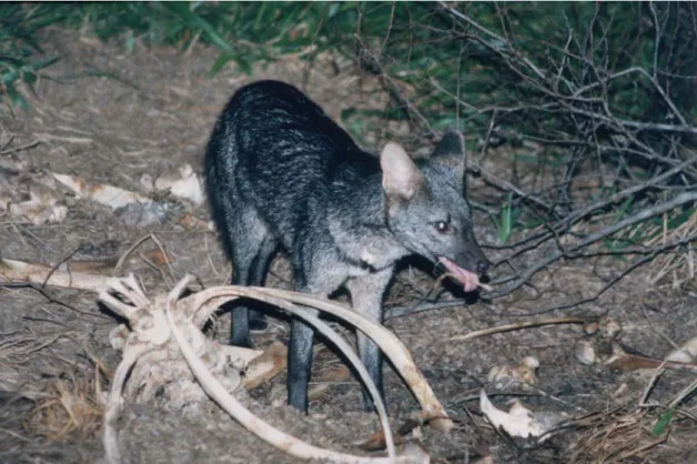 FIGURE 1. Adult crab-eating fox (Cerdocyon thous) consuming a bovine carcass in  Cumari, Goiás, Brazil