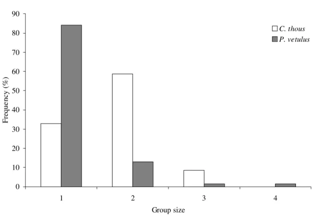 FIGURE 4. Variation in group size of the crab-eating fox (Cerdocyon thous) (n = 58  encounters) and the hoary fox (Pseudalopex vetulus) (n = 69 encounters) in Cumari, Goiás,  Brazil