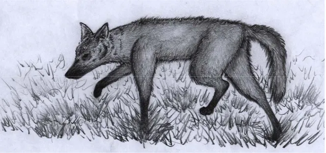 FIGURE 2. A drawing of the crab-eating fox (Cerdocyon thous), showing piloerection of the  back and tail fur