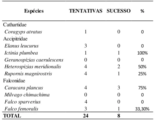 Tabela 4.  Sucesso obtido pelas  aves de  rapina diurnas  em  relação  às  táticas  de  forrageio  observadas  no período de abril/2015 a dezembro/2016 na Faz