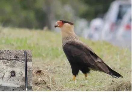 Figura  6.  Caracara  (Caracara  plancus) com  uma  presa  no bico  (Ordem  Coleoptera  no  canto  inferior  esquerdo) na Faz