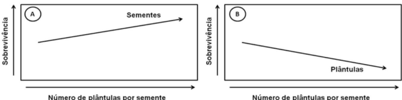 Figura 2.  Modelo proposto para o padrão de sobrevivência de sementes e plântulas de  espécies poliembriônicas