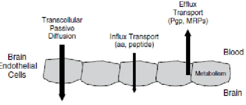 Figura 2 – Representação dos mecanismos de penetração da  barreira hematoencefálica (Kerns &amp; Di, 2016) 