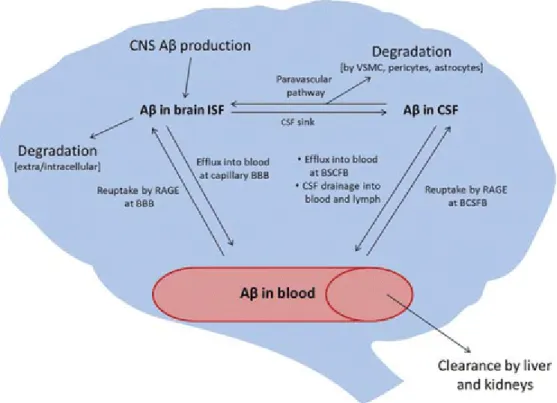 Figura 4 – Vias de depuração da β-amilóide no cérebro (Erickson &amp; Banks, 2013). 