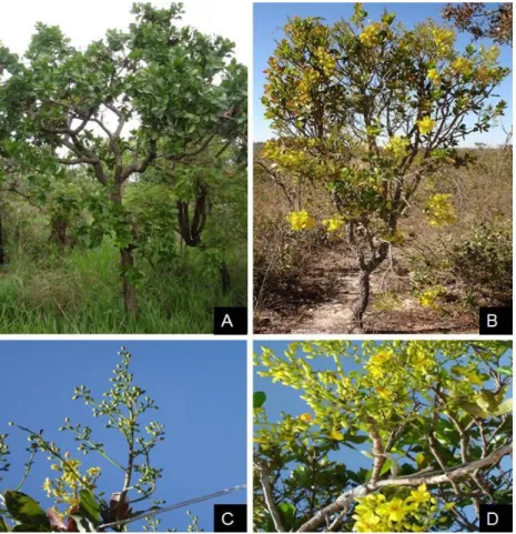 Figura 1. Ouratea spectabilis. A) Planta em fase vegetativa; B) a mesma planta em período de  floração.C) botões florais; D) flores