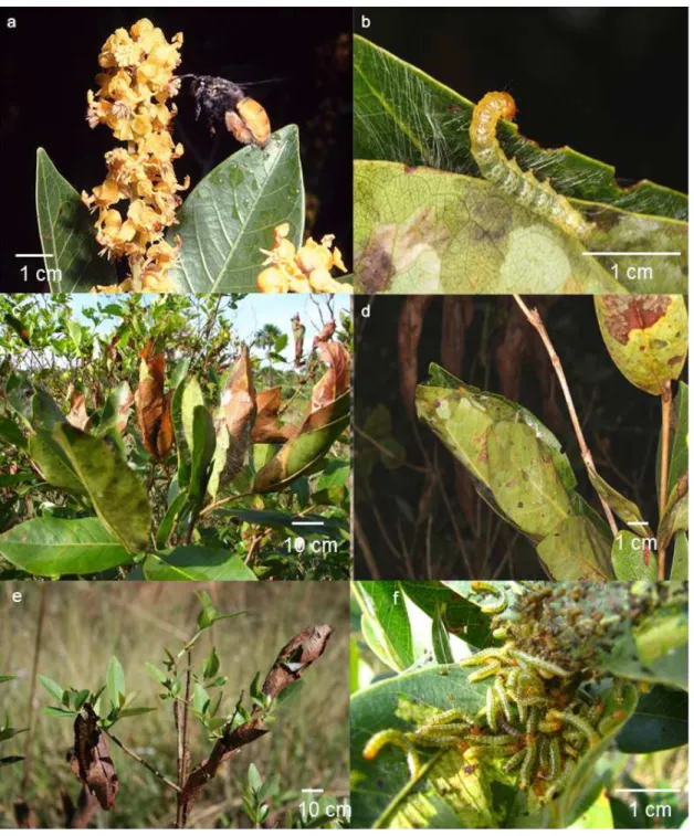 Figure  2. Inflorescence of Byrsonima intermedia and the pollinator bee, Centris (a). In (b)  there is a Cerconota achatina third instar larva attaching leaves (weaving) with silk