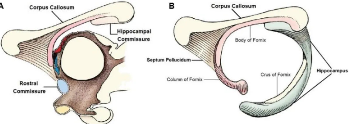 Figure 2 – (A) Schematic representations of the development of the three main telencephalic  commissures; (B) The CC relationship with other midline structures [Adapted from de DeLahunta et al