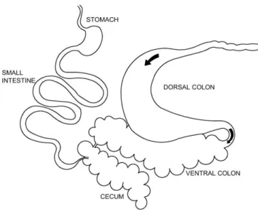 Figure 1.1 Localization of main selective retention sites in the hindgut of horses. 
