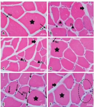 Figure 1.  Microphotographs of cross-sectional views of the plantar muscle of  Wistar rats, hematoxylin  &amp;  eosin stain