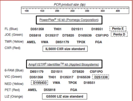 Figure 7 - Commercially  available kits for the 13 CODIS core loci: Powerplex®16 and  Identifiler  (Butler, 2005)