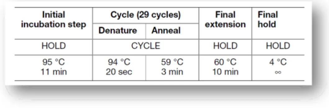 Table 10 - Standard conditions of thermal cycling program, for NGM Kit (Applied Biosystems,  2011)