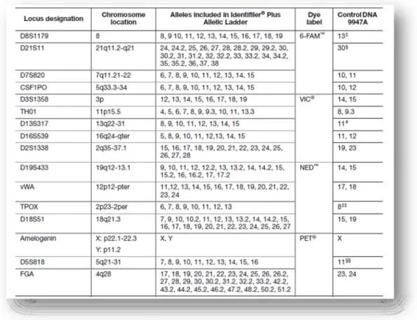 Table  11  -  AmpFlSTR ®   Identifiler ®   Plus  Kit  loci,  alleles,  chromosome  location  and  9947A  positive  control (Applied Biosystems, 2012).