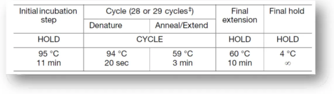 Table 13 - Standard conditions of thermal cycling program for Identifiler ®  Plus Kit; 28 cycles was  used for all the tests performed (Applied Biosystems, 2012).