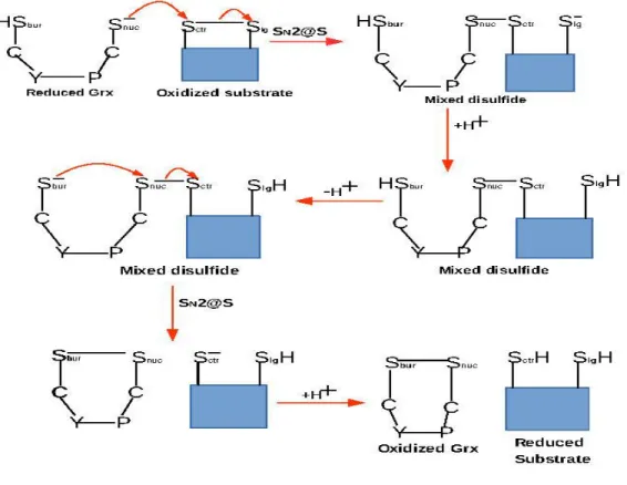 Fig. 2: Catalytic Mechanism Scheme for the reduction of disulfide with Grx [26,28,29,33,57,63,64]