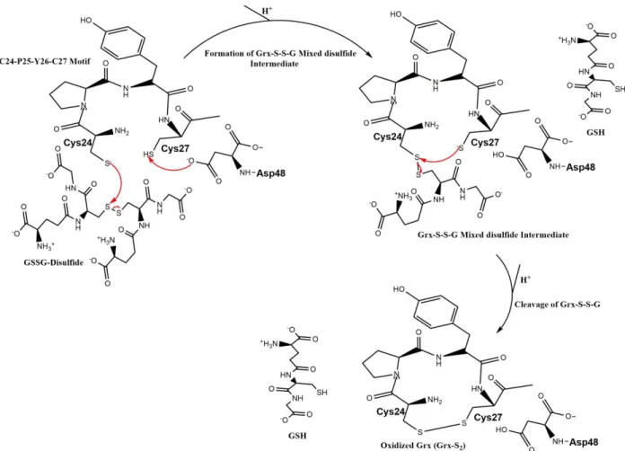 Fig. 7: Catalytic Mechanism Scheme for the reduction of GSSG-disulfide with Grx [26,28,29,33,57,63,64]