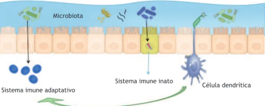 Figura 4.  Interface  da  microbiota  e  interação  com  imunidade  local.  Membros  da  microbiota,  em  associação  com  antígenos ambientais particulados não viáveis, são continuamente amostrados pela mucosa e processados por células  dendríticas e macr