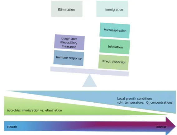 Figure 3. Determinants of the microbiome of the respiratory system: microbial immigration, elimination, and proliferation