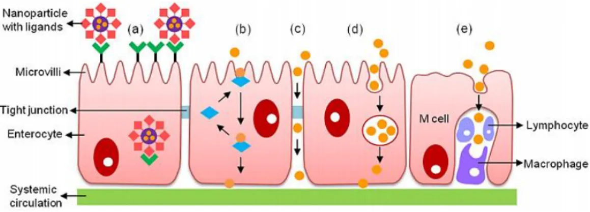 Figure 4 - Representative scheme of the transport mechanisms and pathways of a drug through the  intestinal epithelium