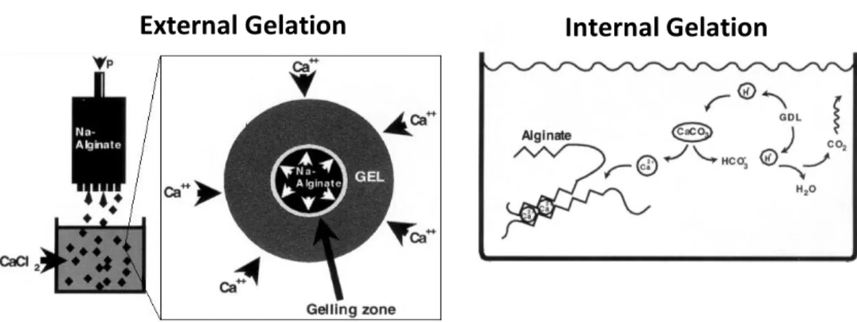 Figure 7 - Schematic diagram of external and internal gelation of alginate. (adapted from [39]).
