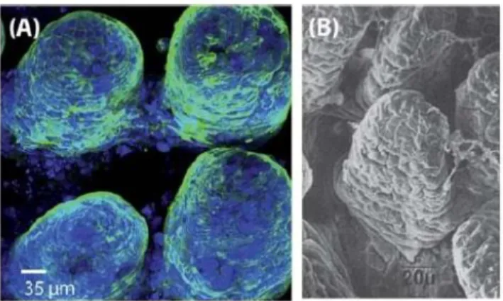 Figure 10 - A| Confocal microscope image of Caco-2 cells on collagen scaffold, after staining for actin  (green) and nucleic acid (blue)