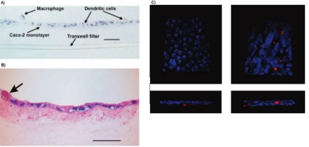 Figure 13 - A| Monolayer of Caco-2 cells on top of the collagen layer with the nucleus in blue