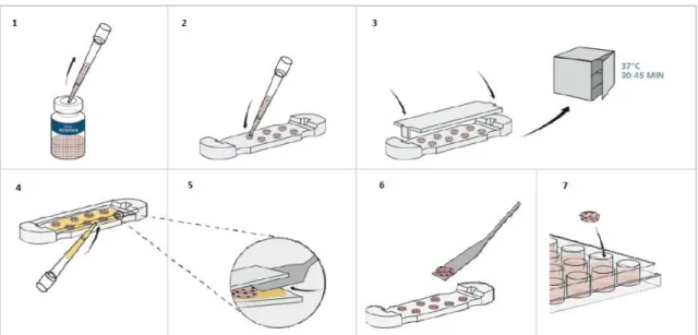 Figure  14  -  Preparation  of  PEG  hydrogels  in  a  QGel  caster:  1-2|  a  prefined  volume  of  the  hydrogel  precursor solution is transferred to the gel caster; 3| the gel caster is carefully closed and placed in an  incubator at 37ºC in a humid at