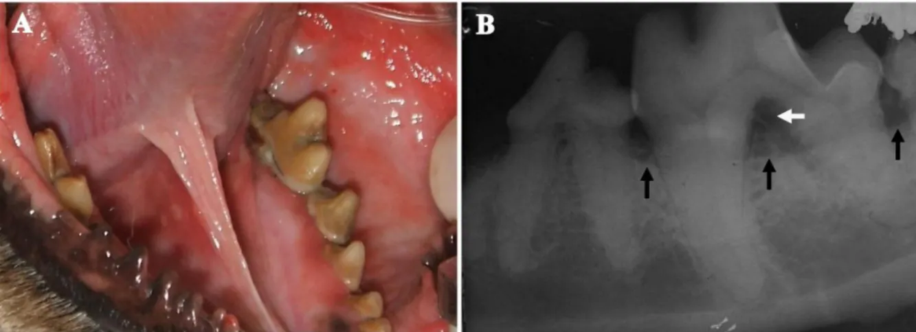 Figure  1.1  –  Periodontal  disease.  (A)  Clinical  signs;  photograph  of  the  mandibular  left  arcade  of  a  dog  showing  significant  calculus  accumulation,  severe  stomatitis,  and  gingival  inflammation