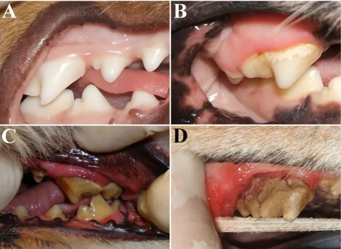 Figure  1.2  –  Periodontium  at  different  stages  of  health/disease.  (A)  Healthy  gingiva ;  photograph  of  the  maxillary  and  mandibular  right  arcades  of  a  dog  showing  normal  gingival  tissues
