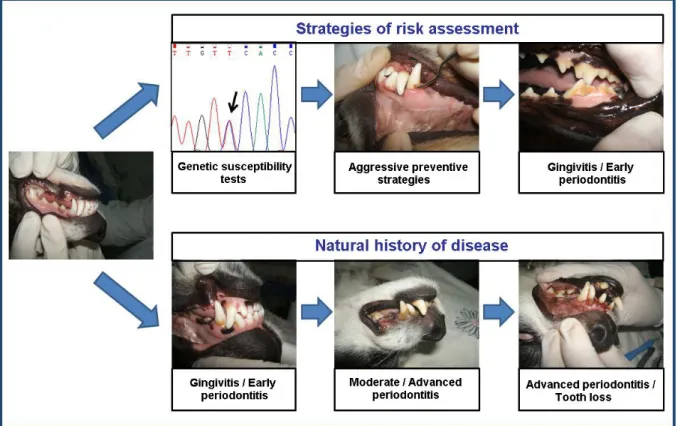 Figure  1.4  –  Strategies  of  risk  assessment  in  periodontal  disease.  The  early  identification  of  genetc  risk  factors  may  signal  predisposed  individuals,  set  up  more  aggressive  preventive  strategies  avoiding  disease  progression to