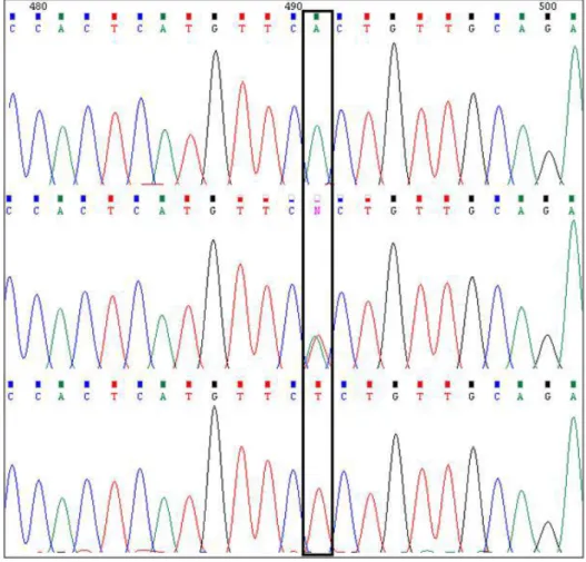 Figure  1.5  –  Single  nucleotide  polymorphism  (SNP).  An  example  of  sequencing  chromatograms  showing  a  SNP  [both  homozygous  and  heterozygous  are  represented  (AA,  TT  and  AT)]