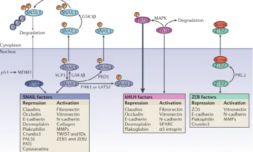Figure 2. Post-translational modifications in major EMT regulators SNAIL, bHLH and ZEB