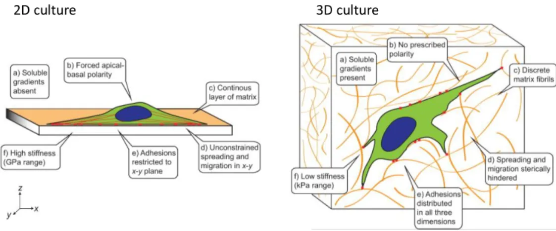 Figure 5. Adhesive, topographical, mechanical, and soluble cues in 2D and 3D. The cues encountered by  a cell are strikingly different between an ECM-coated glass or plastic surface (2D) and a typical 3D ECM