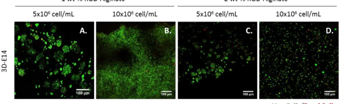 Figure 10. Morphological and metabolic characterization of EpH4 spheroids in the 1wt-% RGD-alginate  hydrogels