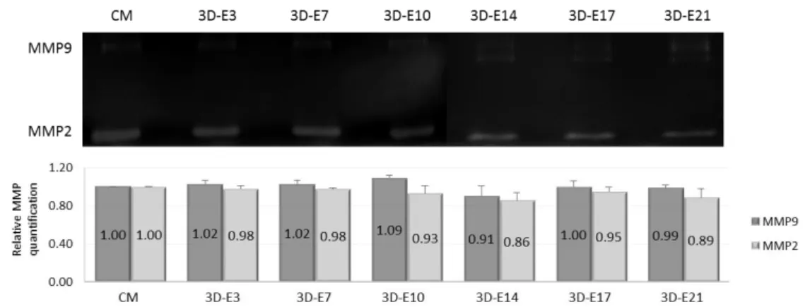 Figure 12. MMP secretion profile of EpH4 cells cultured  in the 3D  in vitro system. MMP2 and  MMP9  secretion