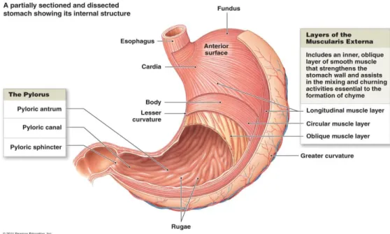 Figure  1  –  Anatomy  of  the  stomach,  evidencing  the  different  anatomical  regions
