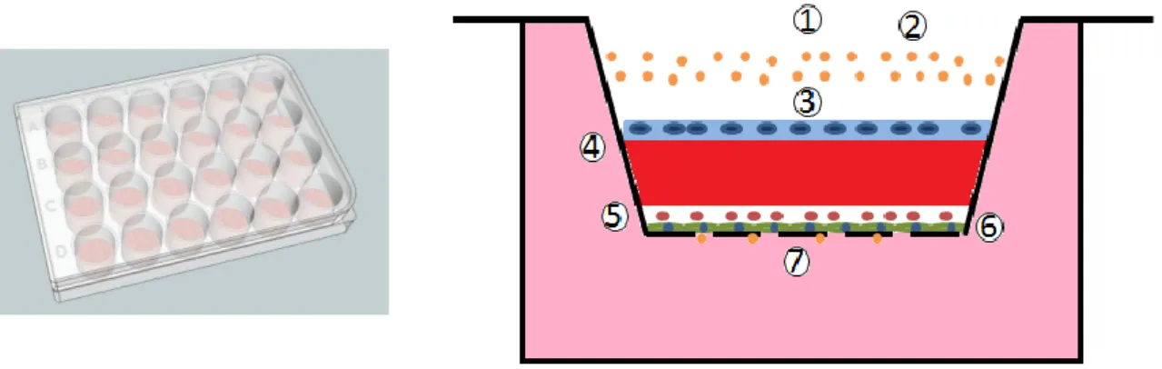 Figure 3-  Schematic of the devised  in vitro gastric mucosa model.  1-  Apical  Chamber;  2-  FITC-dextran;  3-  Gastric  cell  line;  4-  BD™Matrigel  or  BD™PuraMatrix;  5-  Macrophages;  6-  Fibroblasts; 7- Basolateral chamber